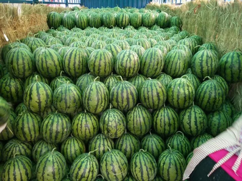 2024商丘李口甜王大量上市了，品种美都8424