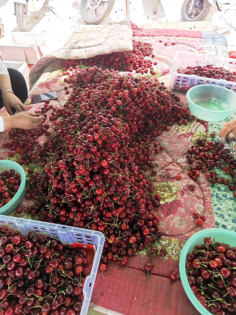 山西运城绛县南凡大樱桃