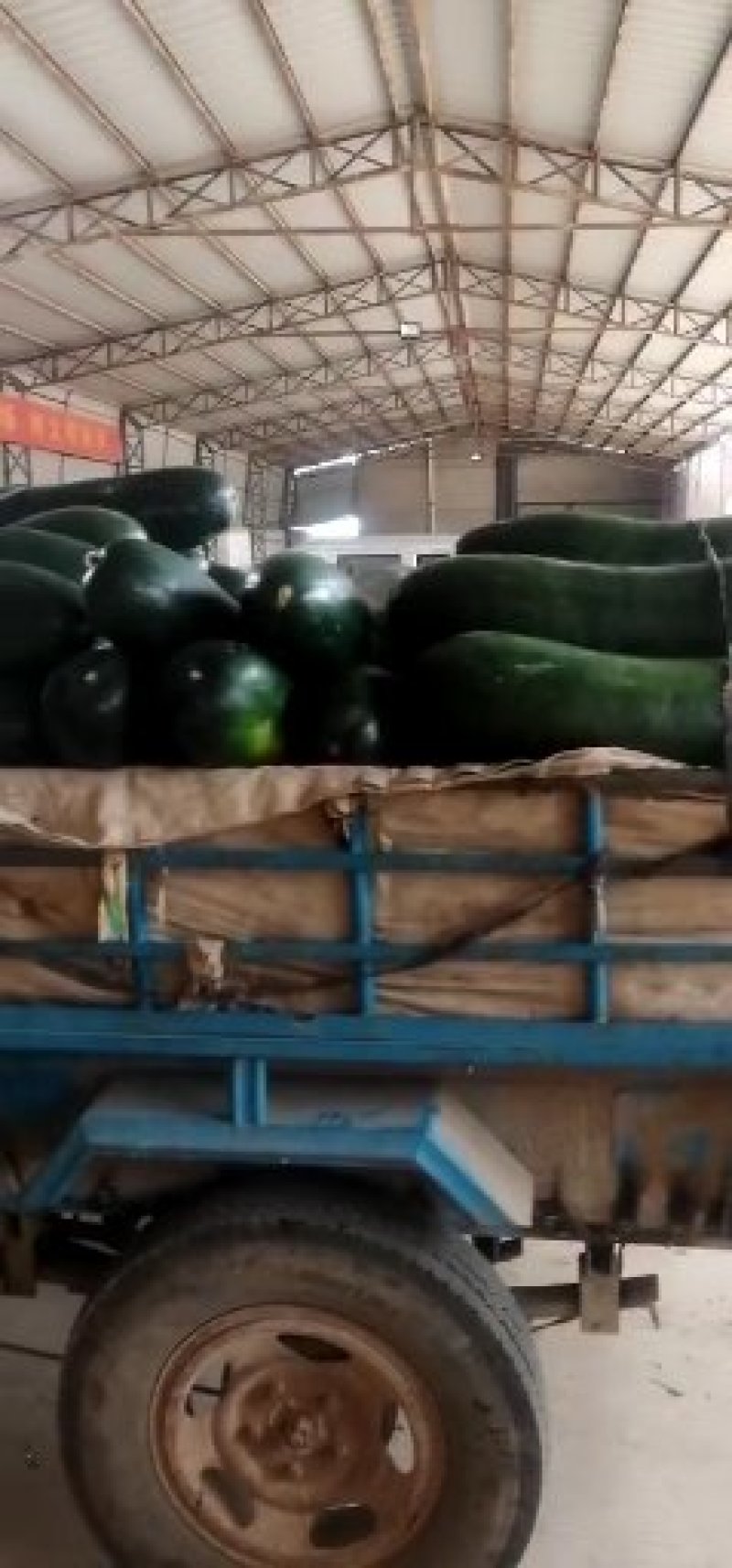 黑皮冬瓜大量上市供应产地直发一手货源批发量大优惠