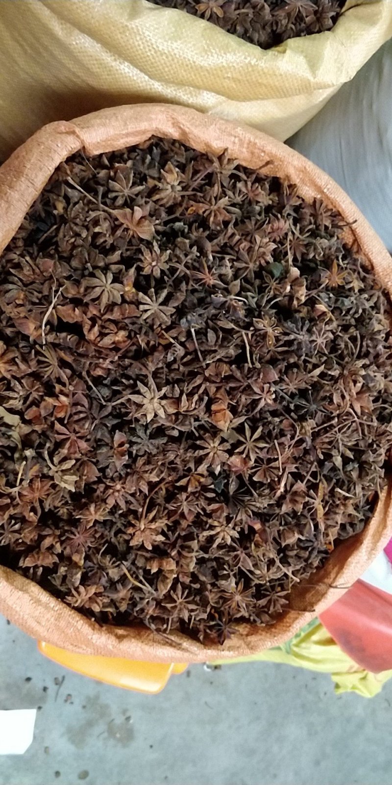 大红八角