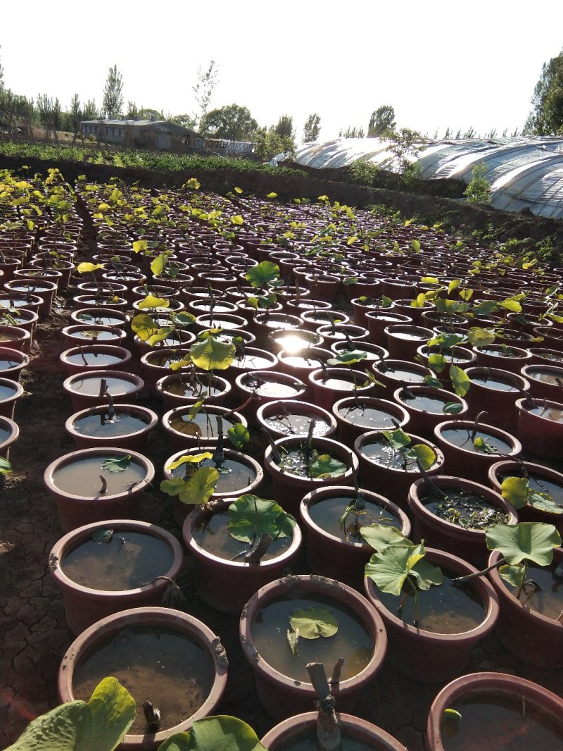荷花盆栽基地