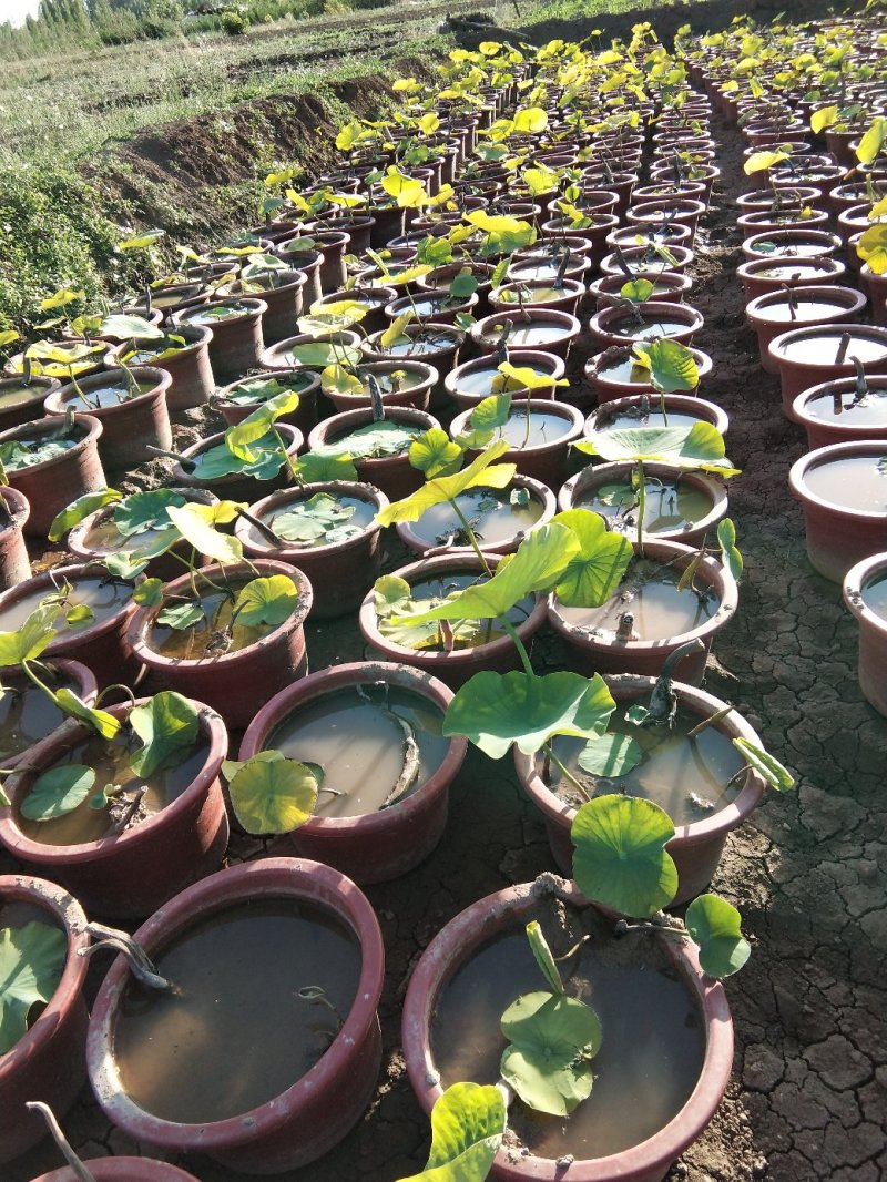 荷花盆栽基地