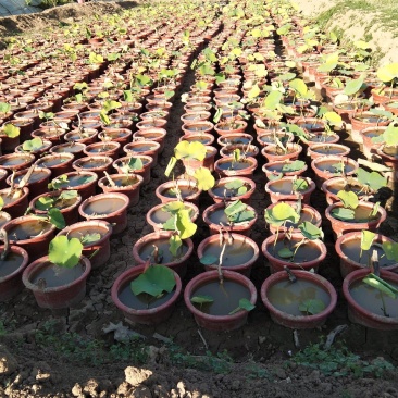 荷花盆栽基地