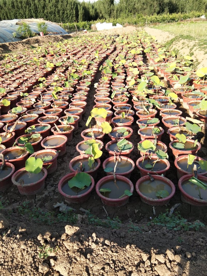 荷花盆栽基地