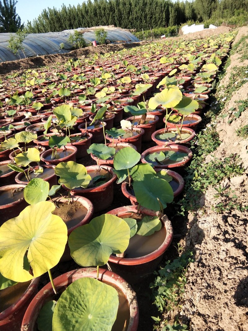 荷花盆栽基地