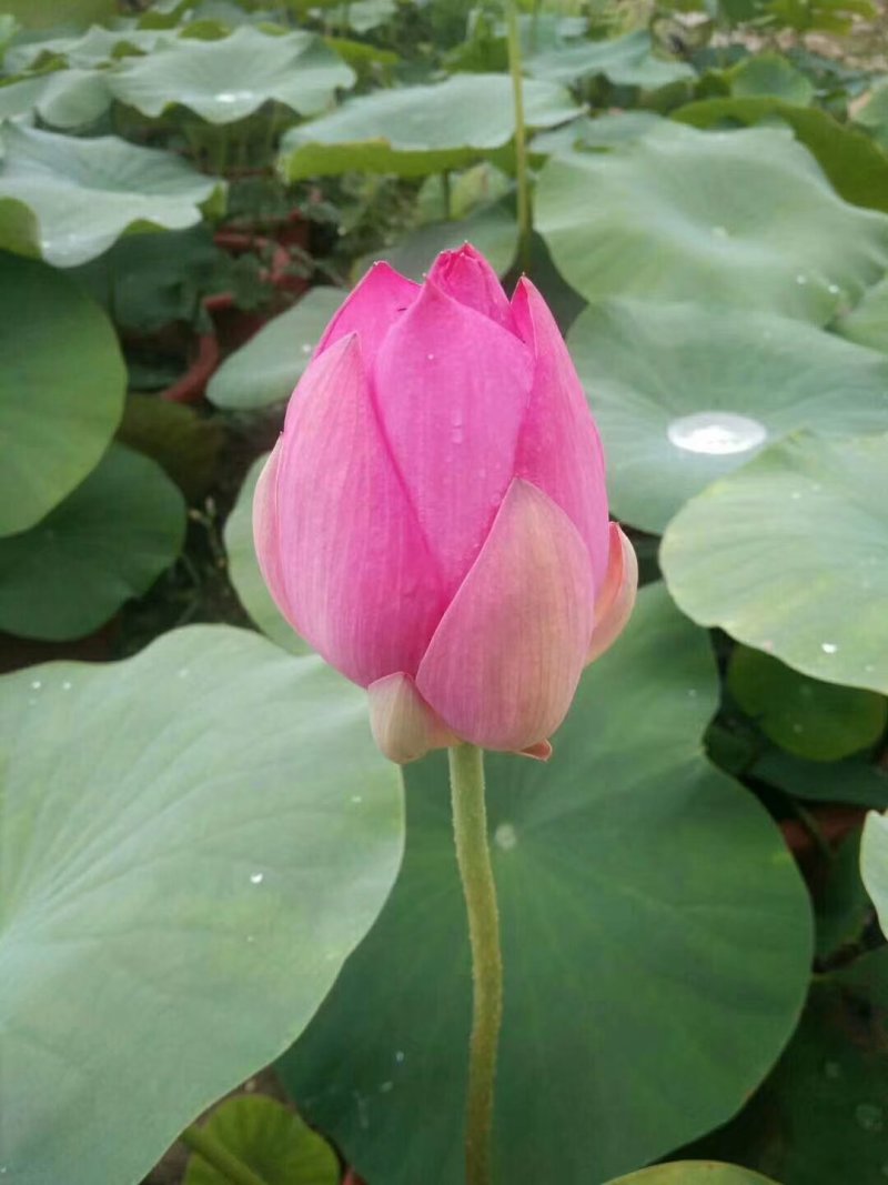 荷花盆栽