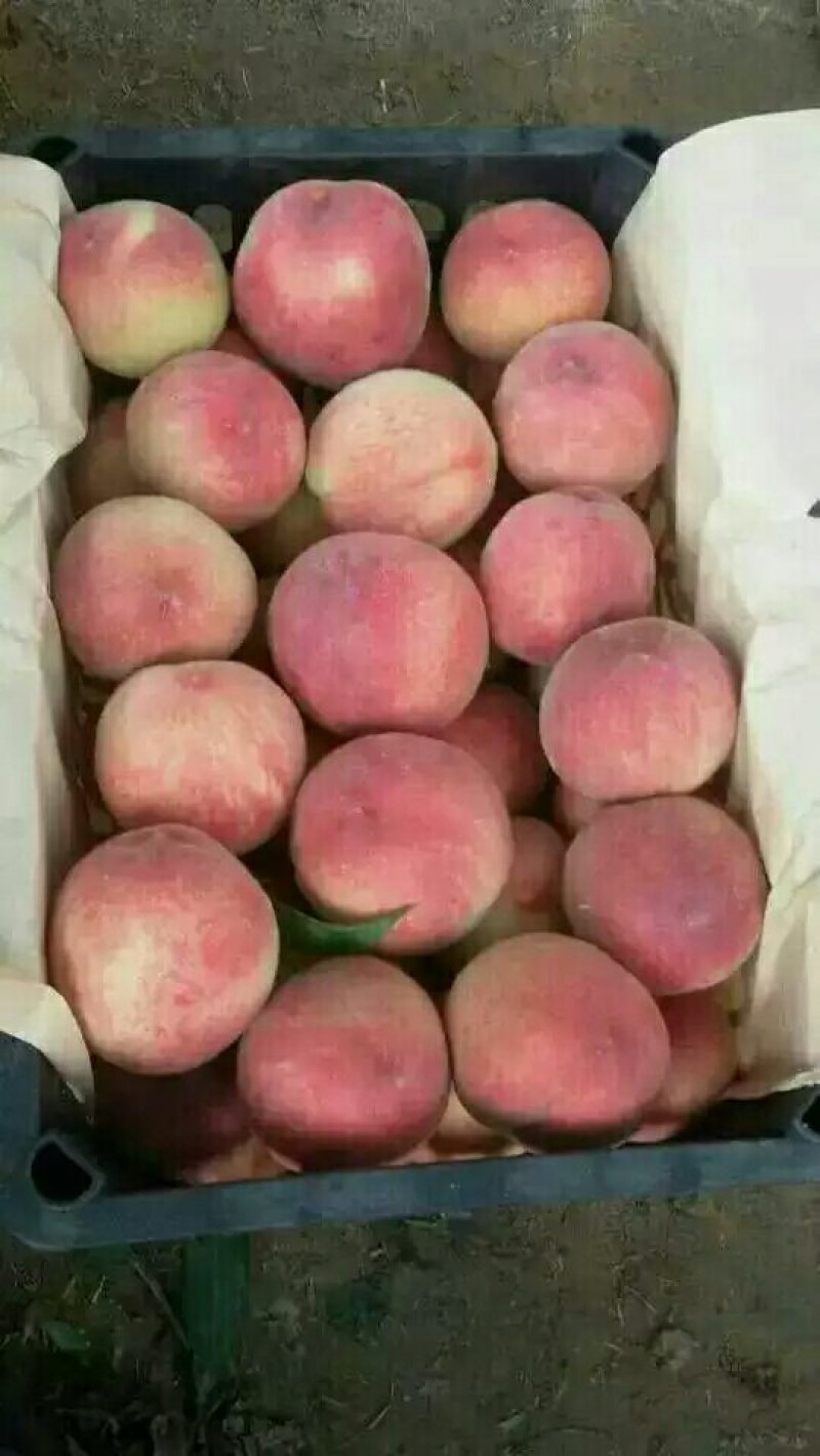 大荔精品中桃五毛桃毛桃大量供应，货源充足