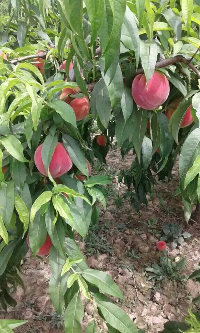 大荔精品中桃五毛桃毛桃大量供应，货源充足