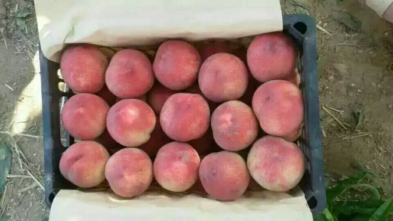 大荔精品中桃五毛桃毛桃大量供应，货源充足