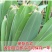 芦苇叶新鲜芦苇叶粽叶