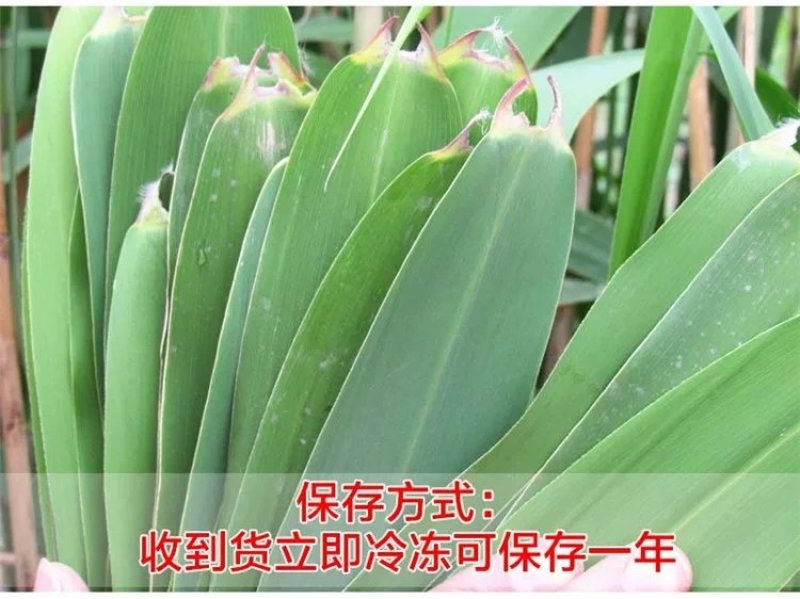芦苇叶新鲜芦苇叶粽叶