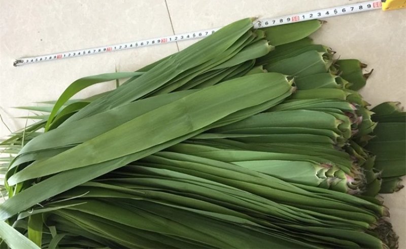 芦苇叶新鲜芦苇叶粽叶