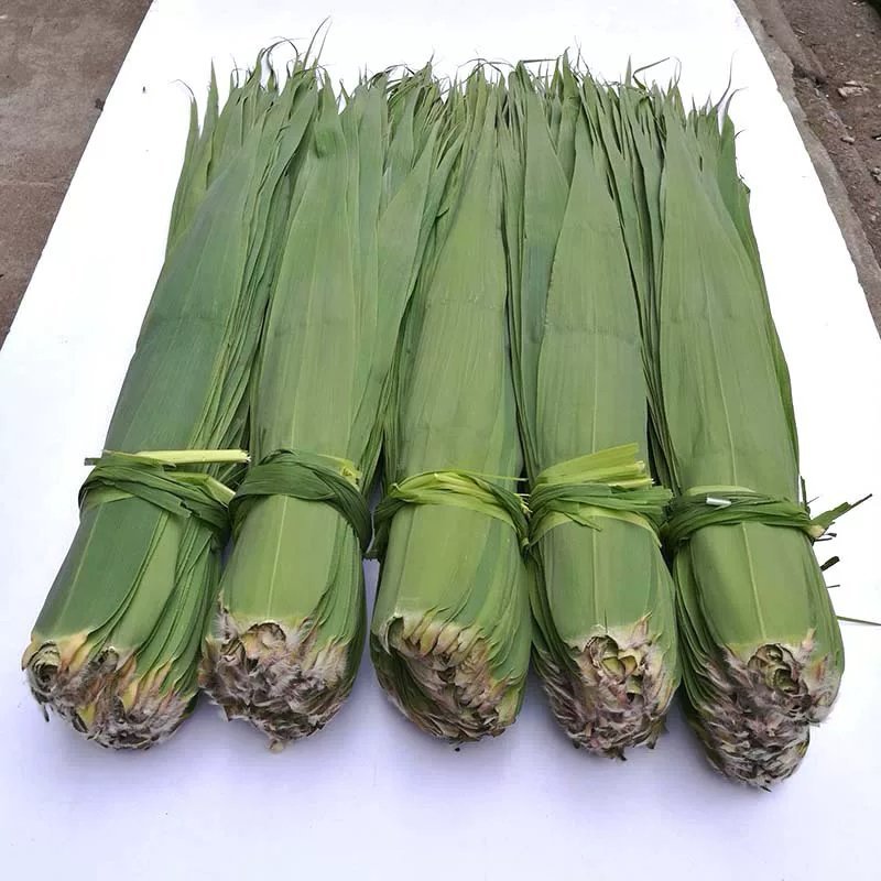芦苇叶新鲜芦苇叶粽叶
