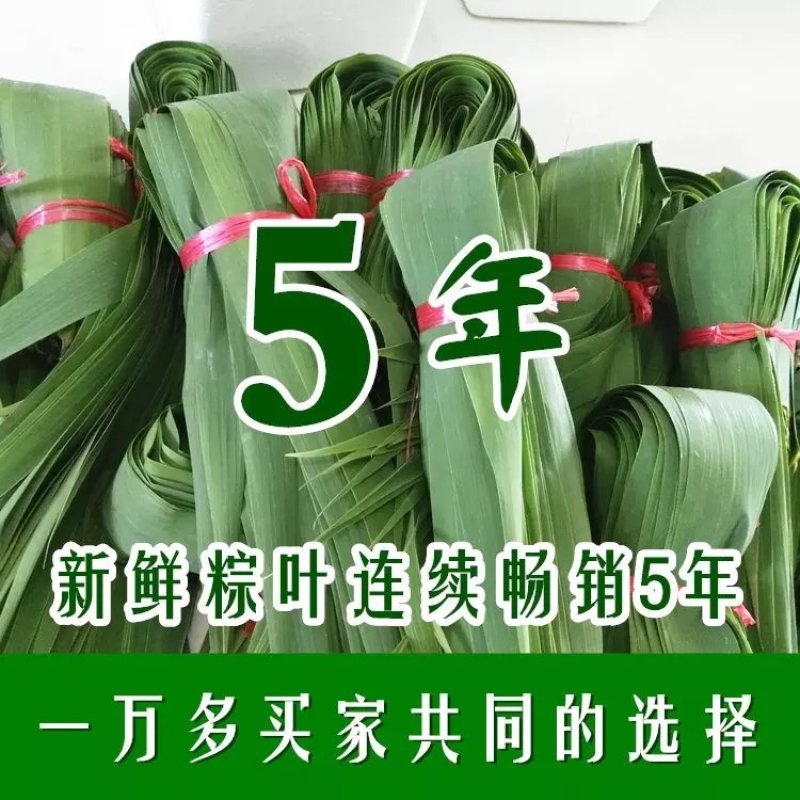 芦苇叶新鲜芦苇叶粽叶