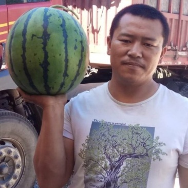 山东滨州甜王西瓜，一手货源，可大量供货，选购老板实地看货