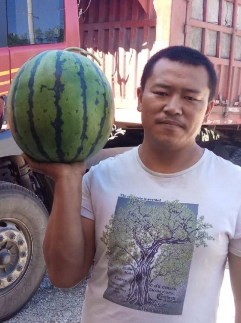 山东滨州甜王西瓜，一手货源，可大量供货，选购老板实地看货