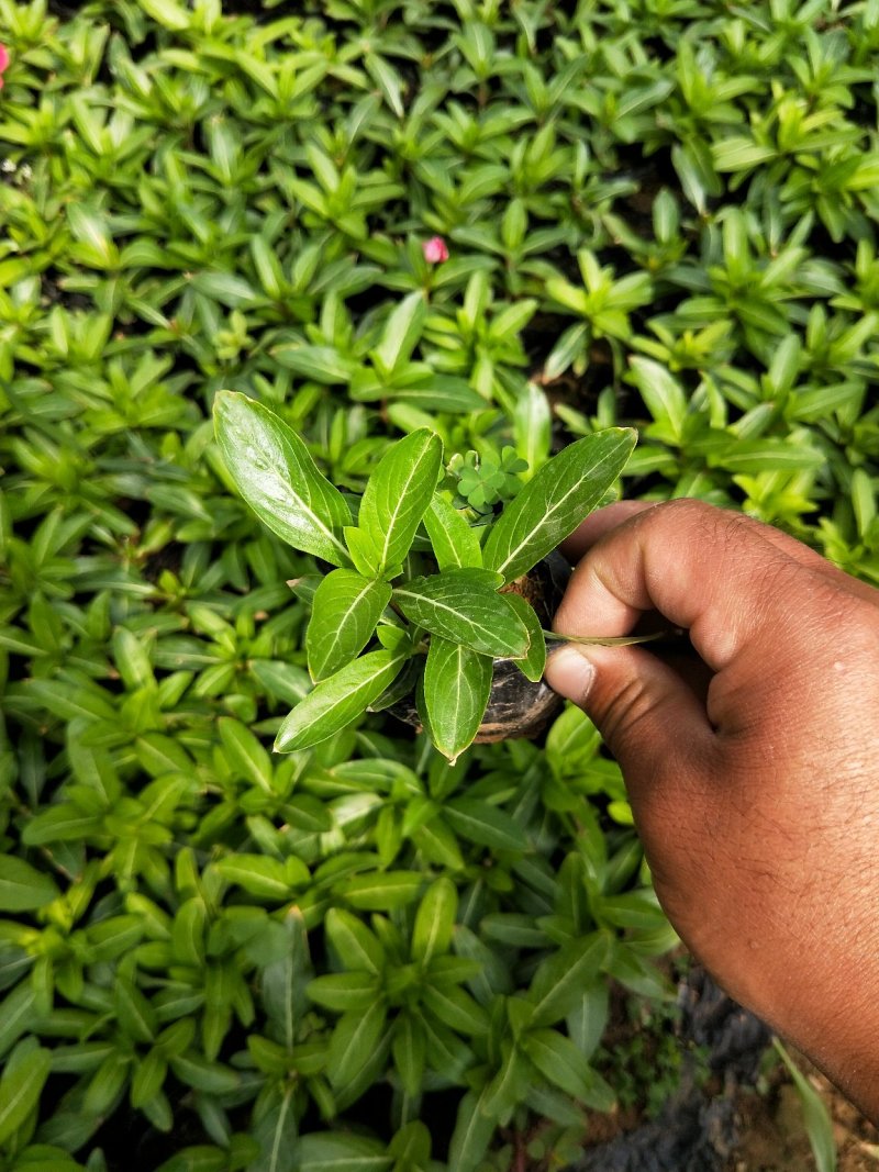 长春花天天开草本杯苗花期长欢迎实地看货参观指导