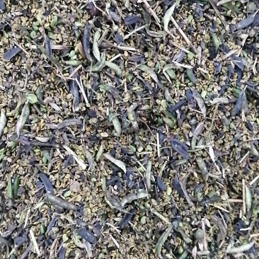 道地中药材蒲公英种子