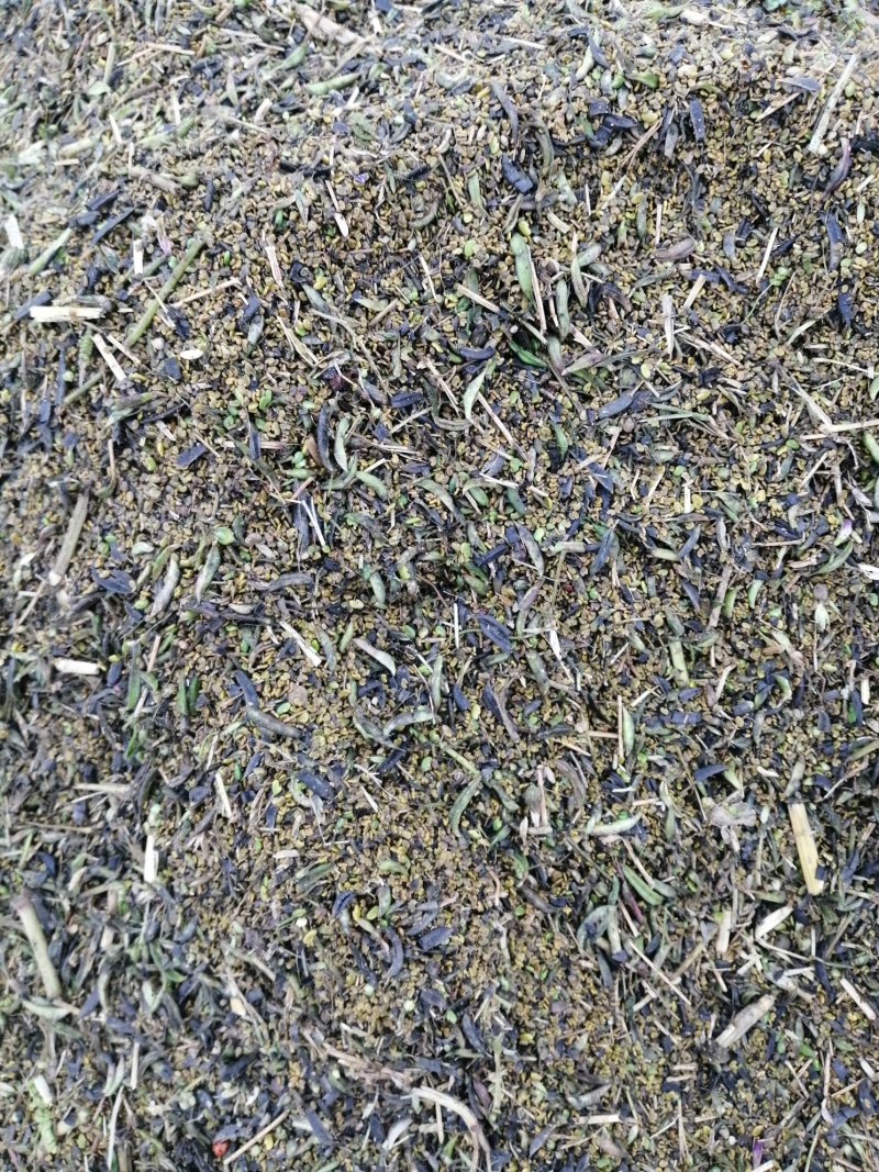 道地中药材蒲公英种子