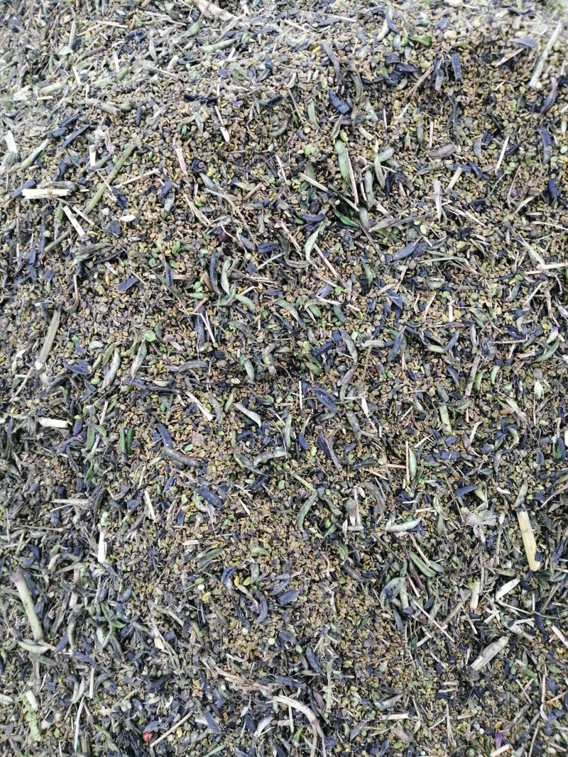 道地中药材蒲公英种子