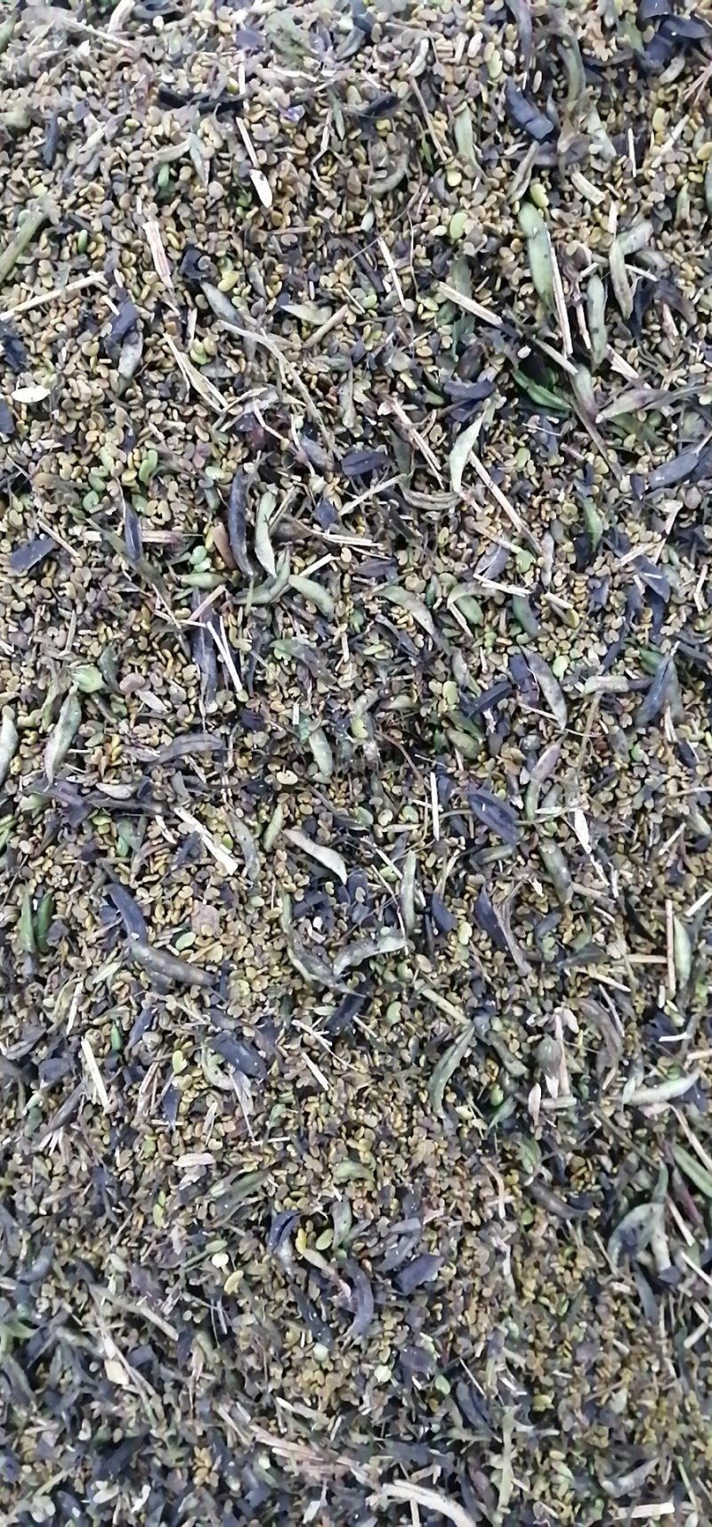 道地中药材蒲公英种子