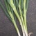 地膜