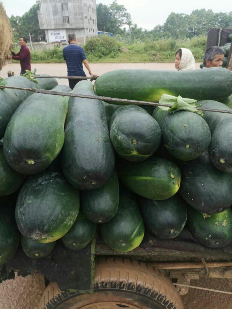 冬瓜大量上市，价格优惠