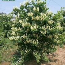 四季树形金银花苗、红色金银花苗包成活包技术包回收