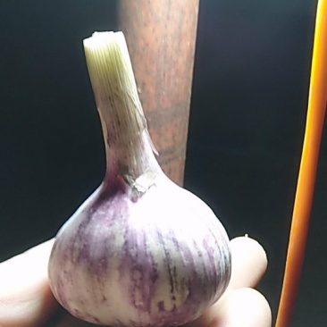 红皮大蒜自己家种的