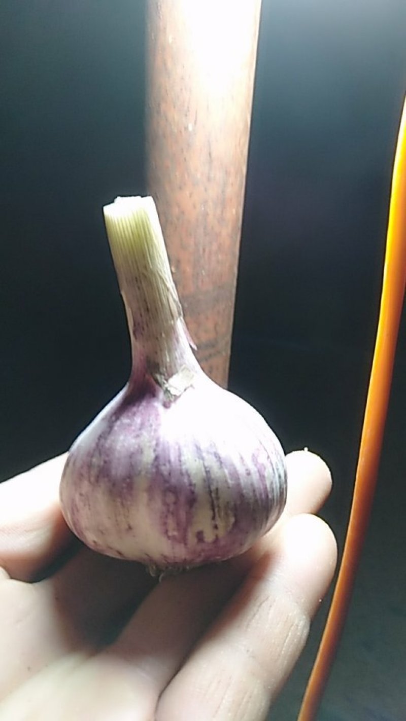 红皮大蒜自己家种的