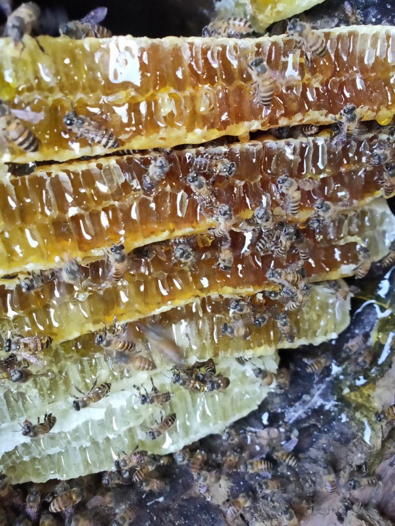 野生蜂蜜