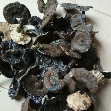 半野生紫灵芝