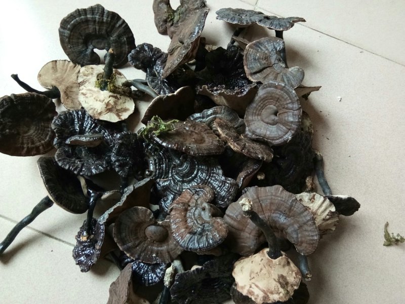 半野生紫灵芝