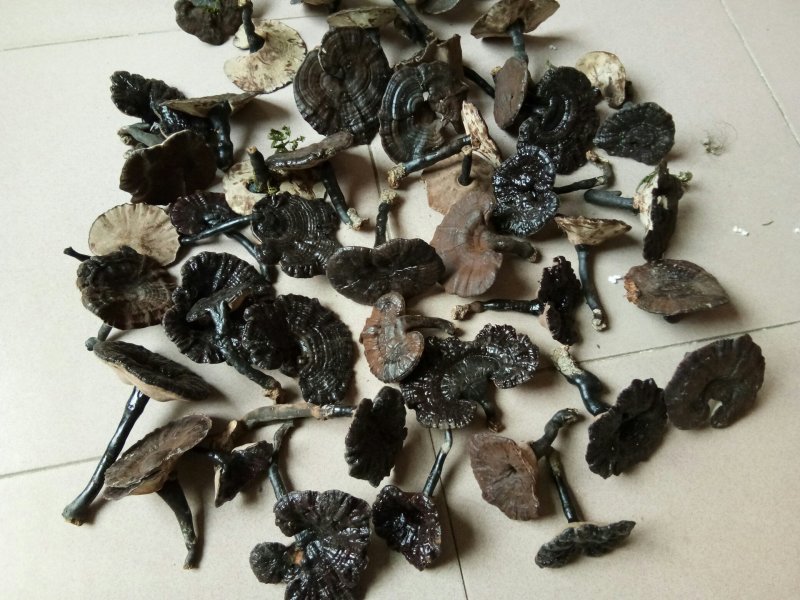 半野生紫灵芝