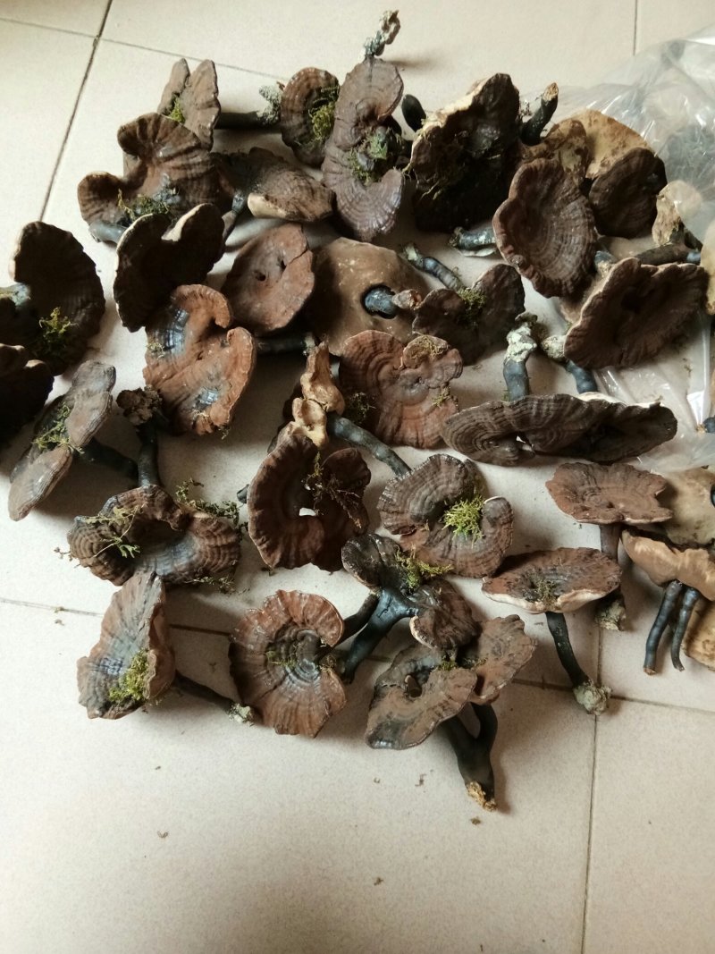半野生紫灵芝
