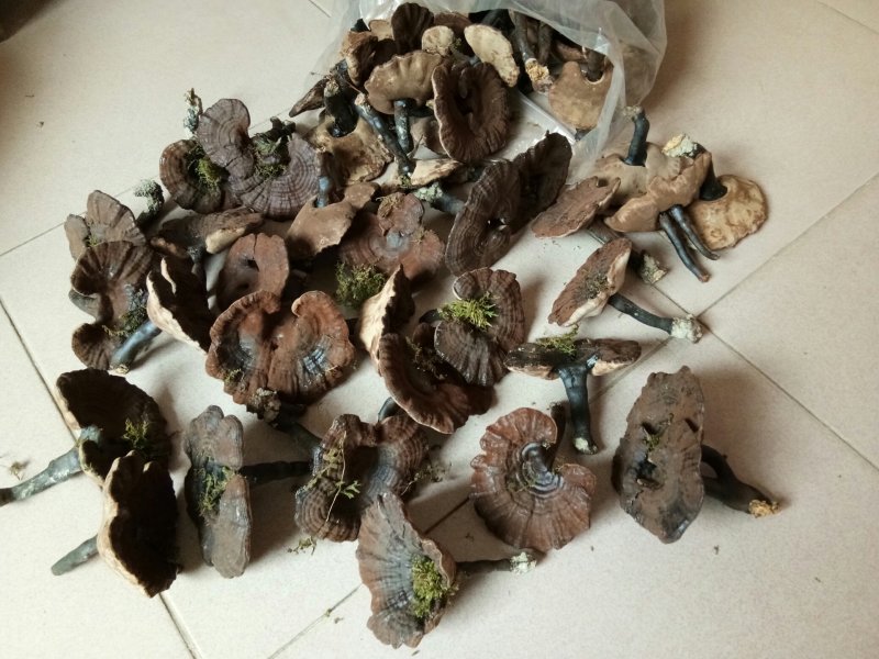 半野生紫灵芝