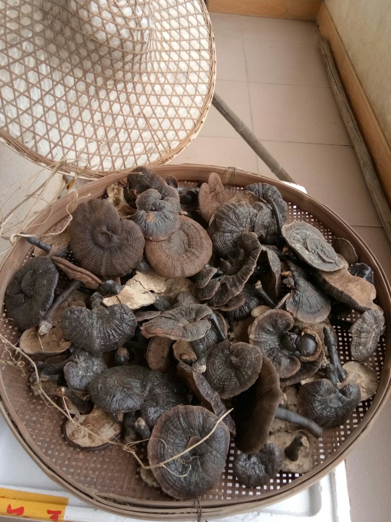 半野生紫灵芝