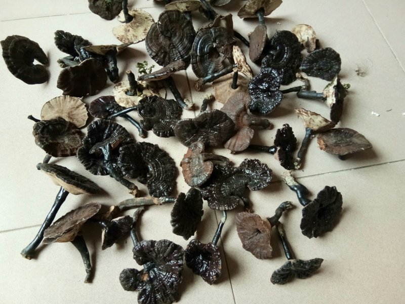 半野生紫灵芝