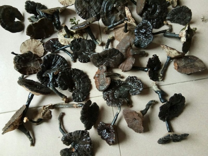 半野生紫灵芝