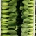 【精品】油菜蔬菜内有大型冷库，冷链物流配送一条龙服务