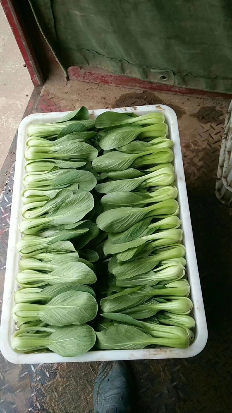 【精品】油菜蔬菜内有大型冷库，冷链物流配送一条龙服务