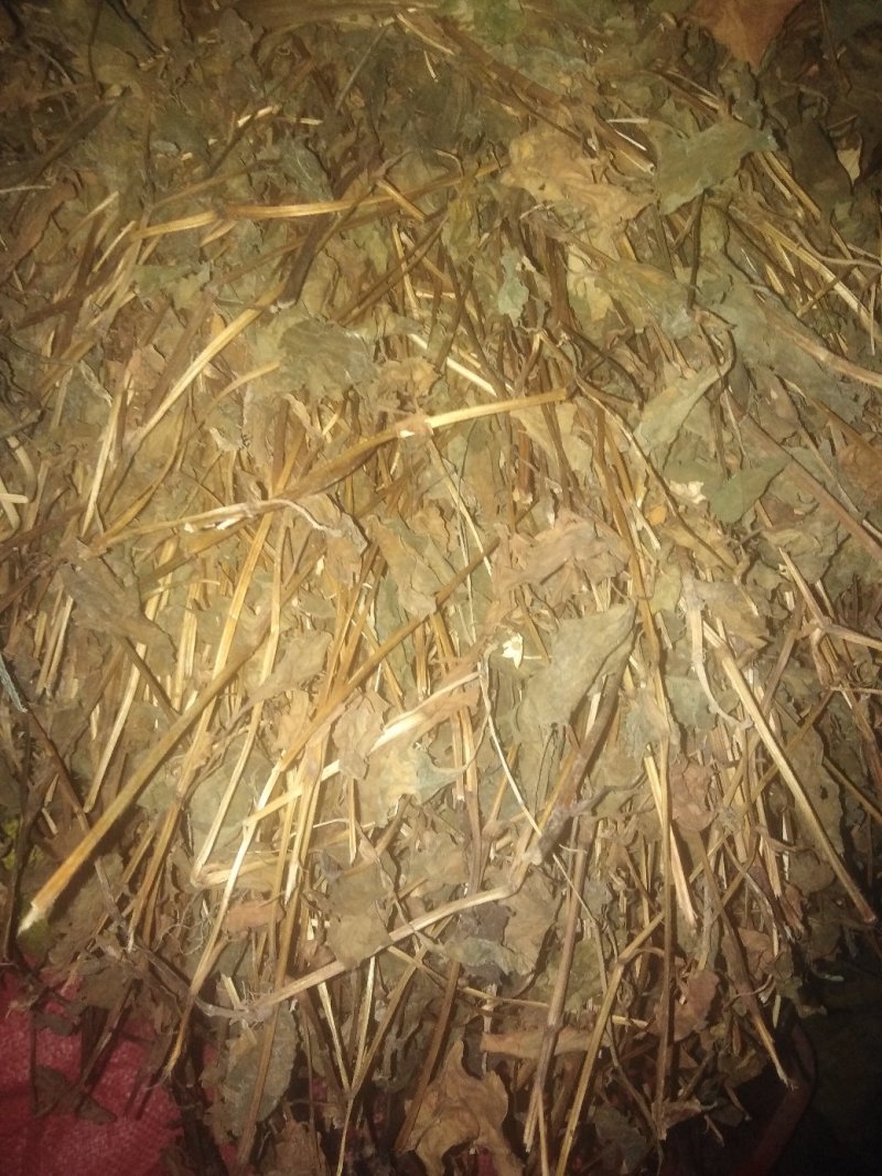 鱼腥草～～～～～～～～～～