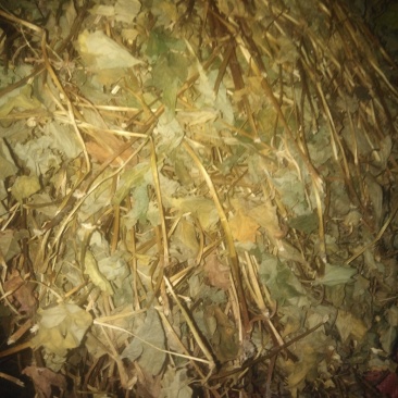 鱼腥草～～～～～～～～～～