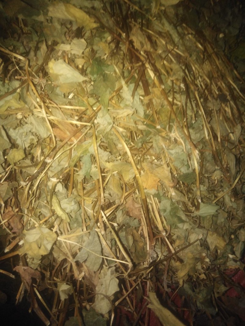 鱼腥草～～～～～～～～～～