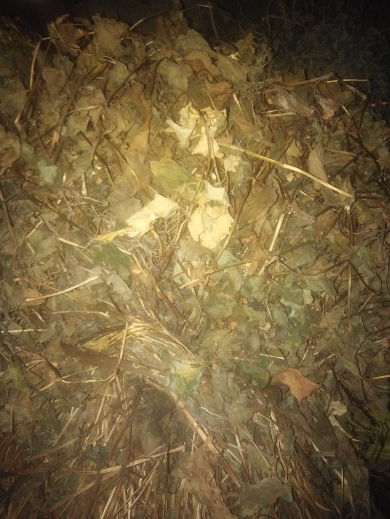 鱼腥草～～～～～～～～～～