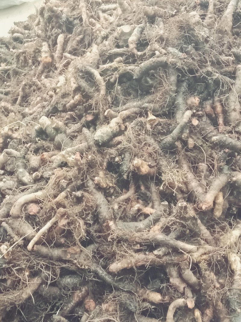 岩陀，高含量野生品种，个子，片子长年供应。