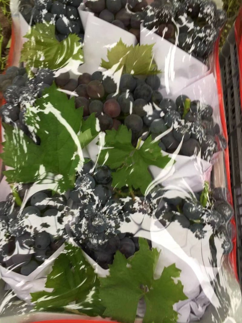 江苏万亩葡，开始大量上市，夏黑无核，巨峰葡萄，诚信代办。