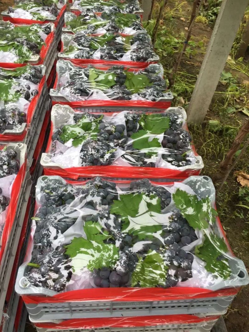 江苏万亩葡，开始大量上市，夏黑无核，巨峰葡萄，诚信代办。
