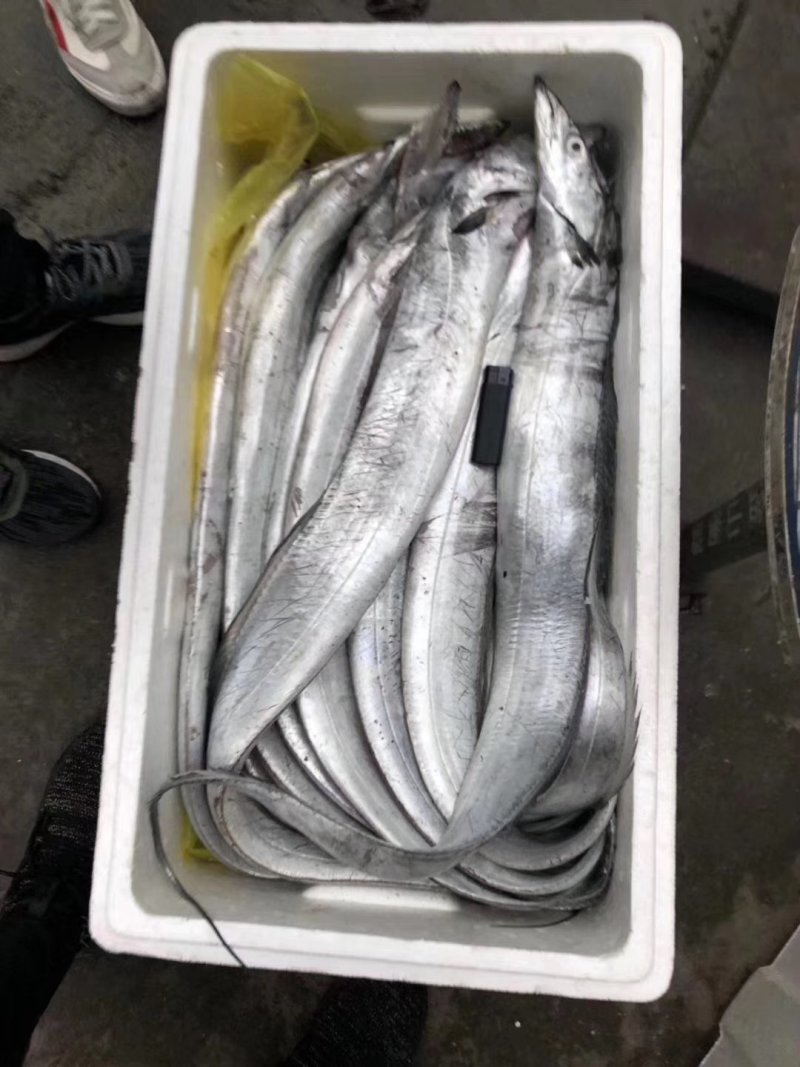 黄海刀鱼