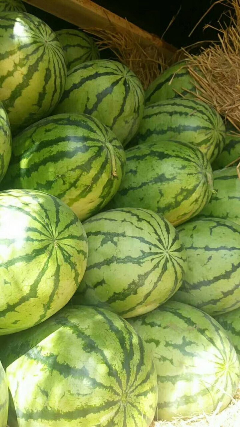 大量供货【徐哥】新彊安农2号西瓜俗称炮蛋瓜个头大甜度高